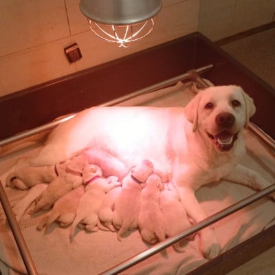 CHIOT 5 - Labrador Retriever