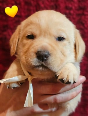Les chiots de Labrador Retriever