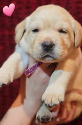 Les chiots de Labrador Retriever