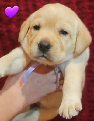 Les chiots de Labrador Retriever