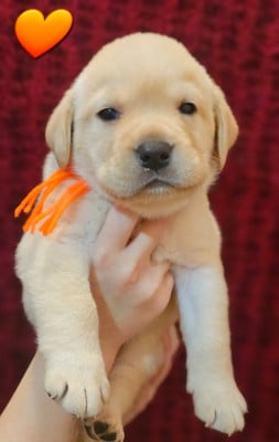 Les chiots de Labrador Retriever