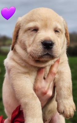 Les chiots de Labrador Retriever