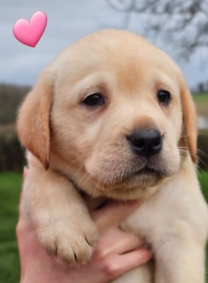 Les chiots de Labrador Retriever