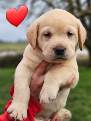 Les chiots de Labrador Retriever