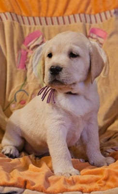 Les chiots de Labrador Retriever
