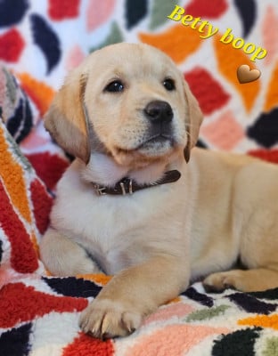 Les chiots de Labrador Retriever