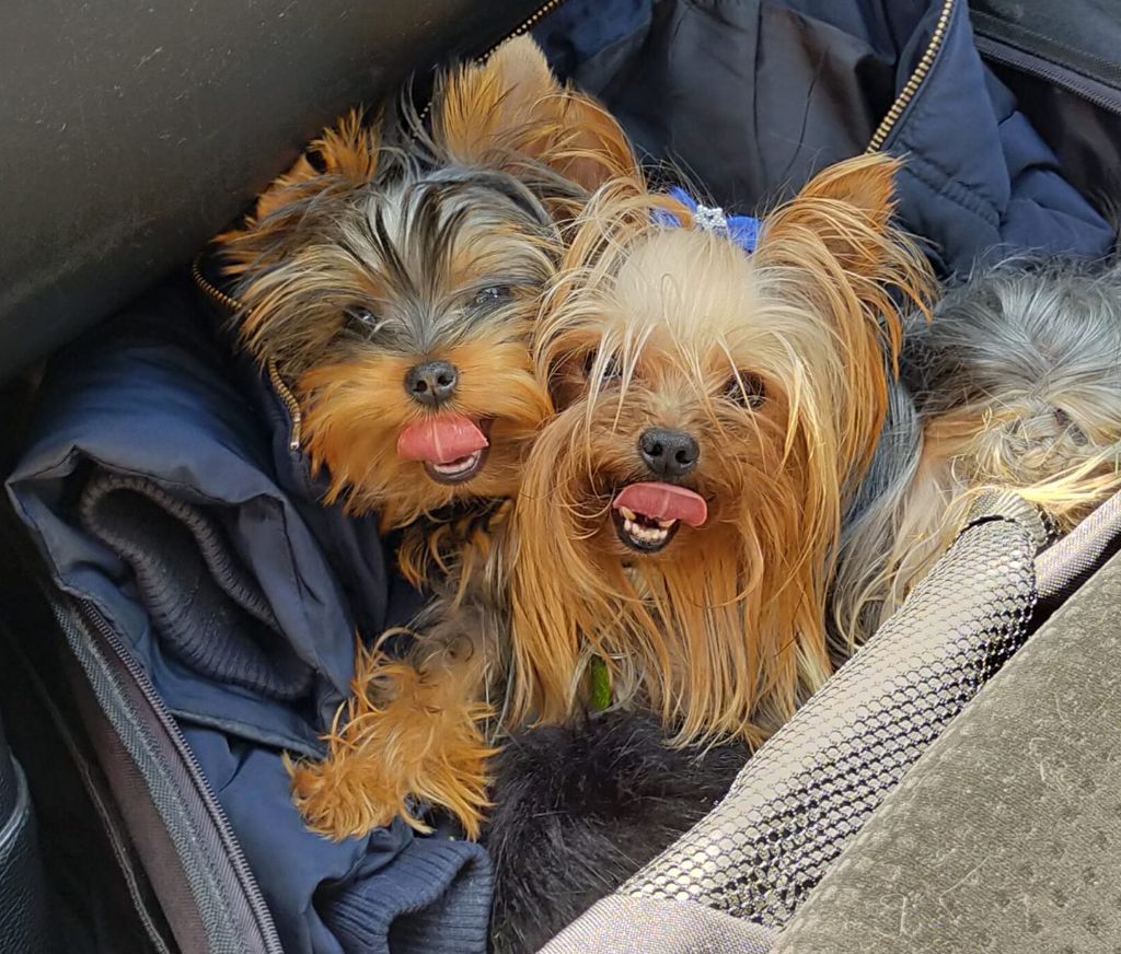 Accueil Elevage Isabelle Borfiga eleveur de