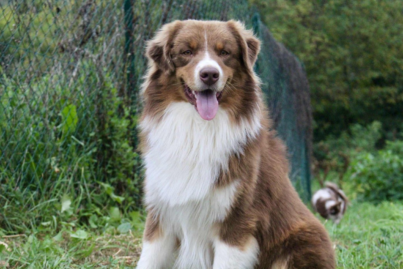 Publication : Des Mille Et Une Pattounes