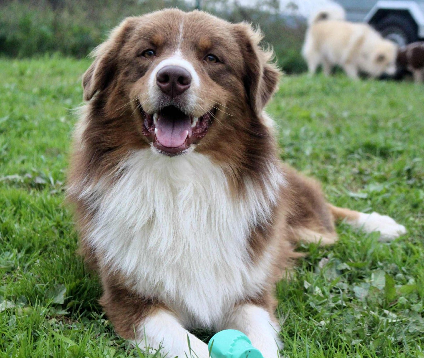 Publication : Des Mille Et Une Pattounes