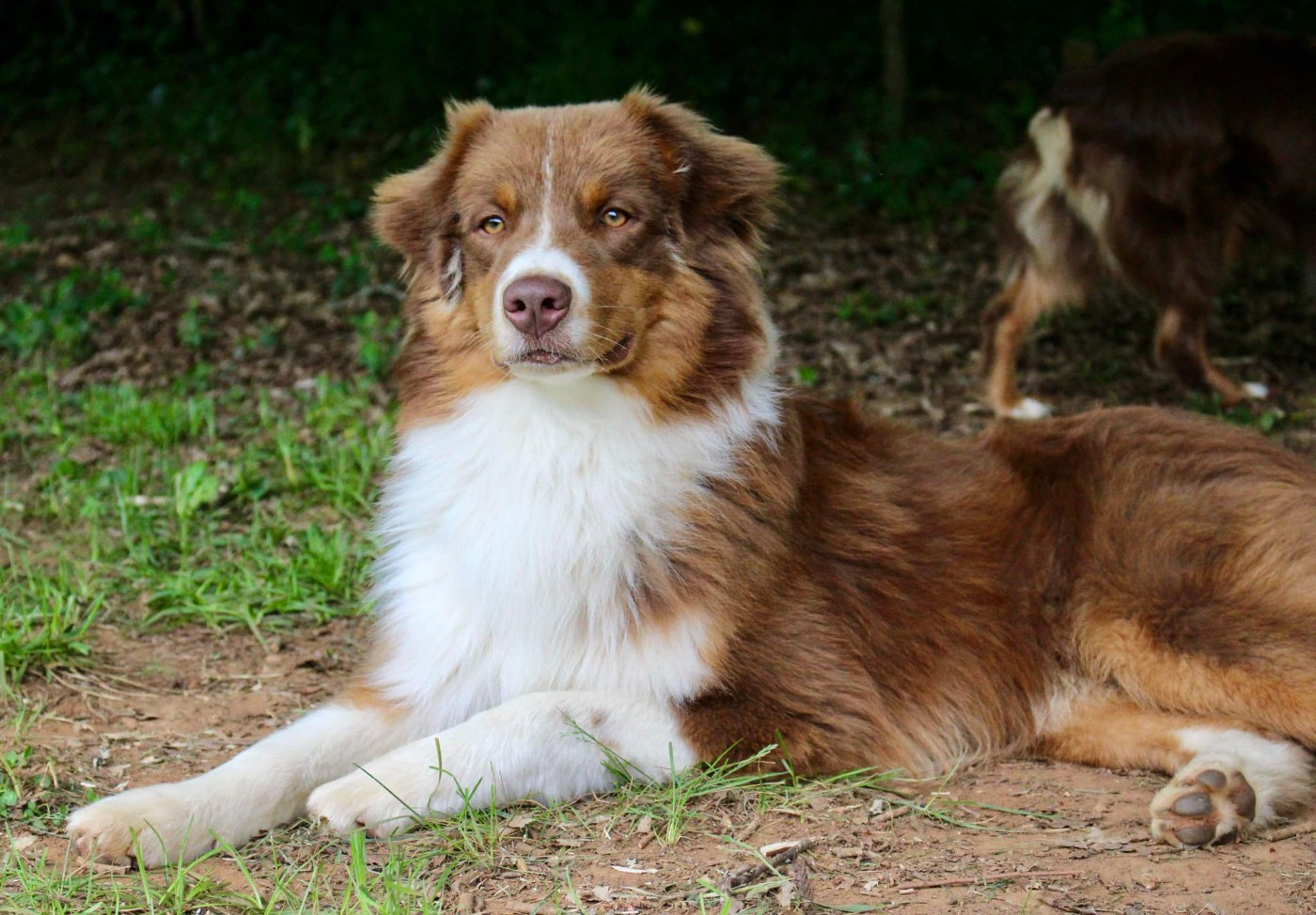 Publication : Des Mille Et Une Pattounes