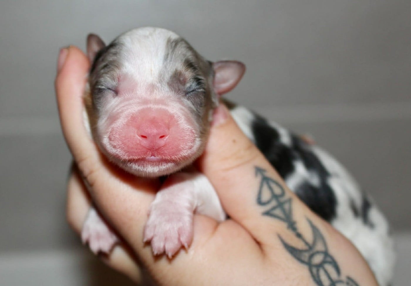 Strawberry Doughnut - Berger Australien