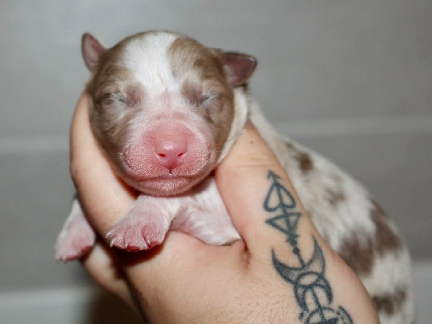 Caramel Brownie Party - Berger Australien