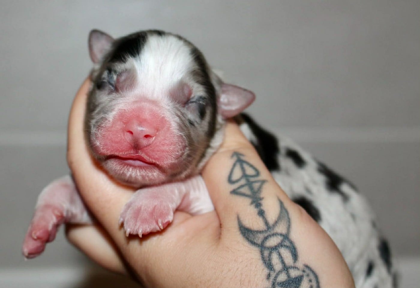 Half Baked - Berger Australien