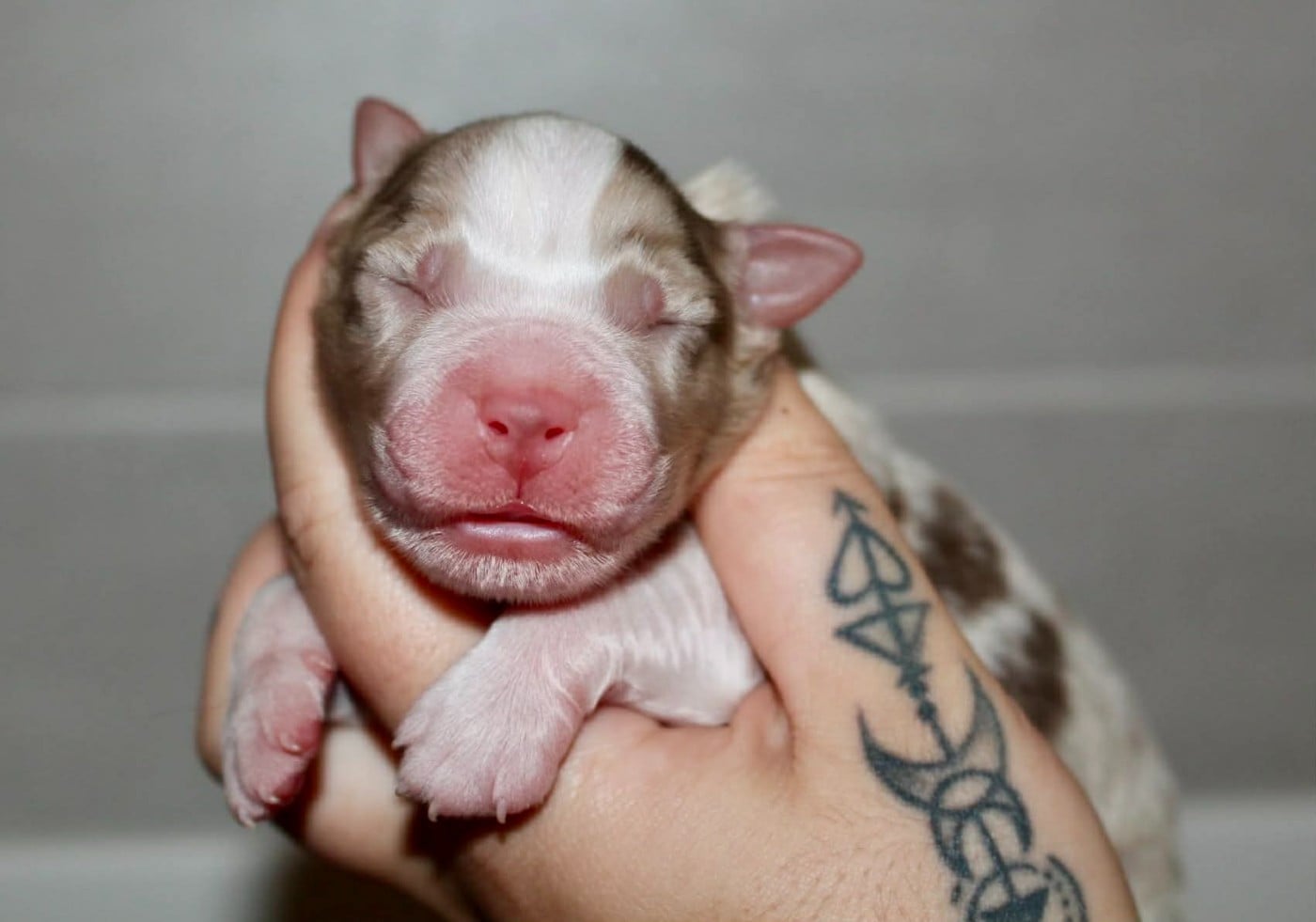 Chocolatey Love A-fair - Berger Australien