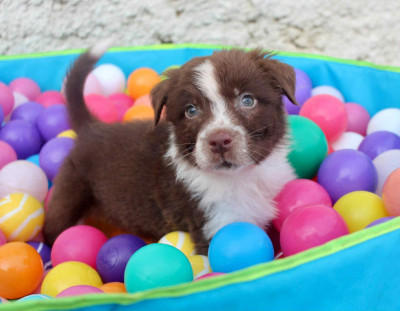 Les chiots de Berger Australien