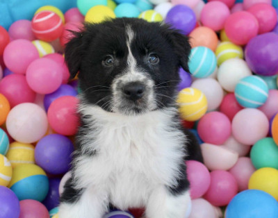 Les chiots de Berger Australien