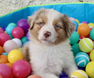 Les chiots de Berger Australien