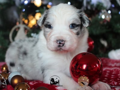 Les chiots de Berger Australien