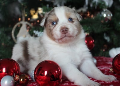 Les chiots de Berger Australien