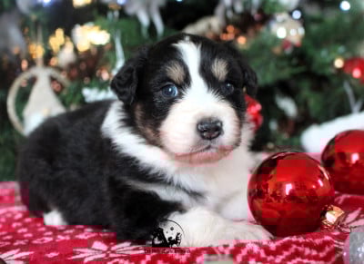 Les chiots de Berger Australien