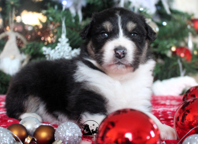 Les chiots de Berger Australien