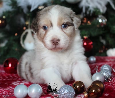 Les chiots de Berger Australien