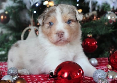 Les chiots de Berger Australien