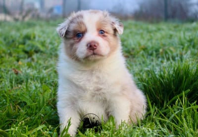 Les chiots de Berger Australien
