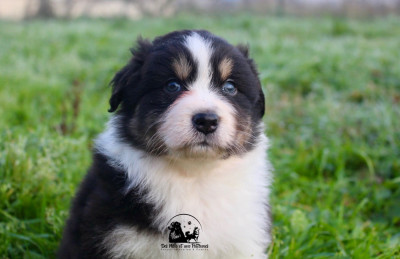 Les chiots de Berger Australien