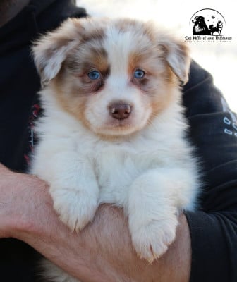 Les chiots de Berger Australien