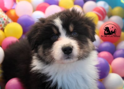 Les chiots de Berger Australien