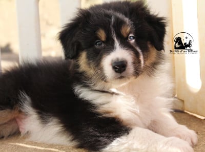 Les chiots de Berger Australien