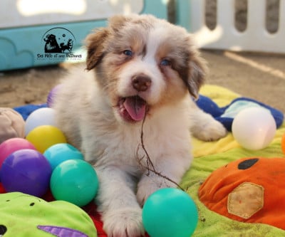 Les chiots de Berger Australien