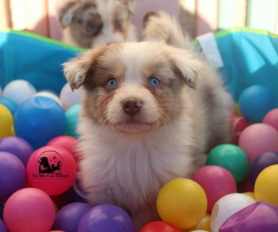 Les chiots de Berger Australien