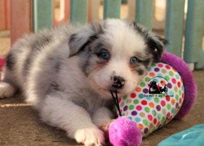 Les chiots de Berger Australien