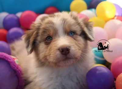 Les chiots de Berger Australien