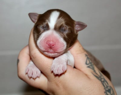 Les chiots de Berger Australien
