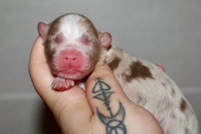 Les chiots de Berger Australien
