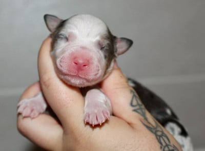 Les chiots de Berger Australien