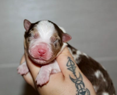 Les chiots de Berger Australien