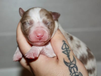 Les chiots de Berger Australien