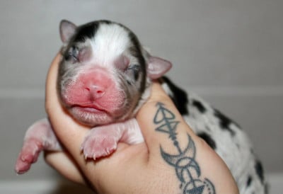 Les chiots de Berger Australien