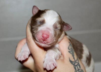 Les chiots de Berger Australien