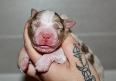 Les chiots de Berger Australien