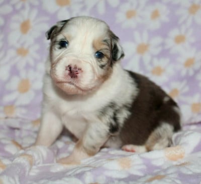 Les chiots de Berger Australien