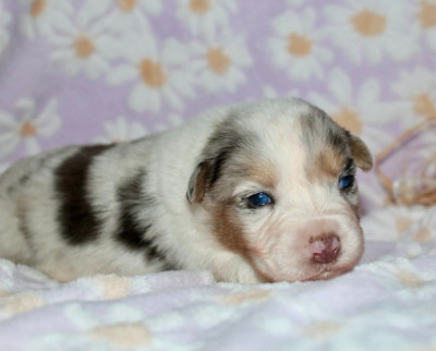 Les chiots de Berger Australien
