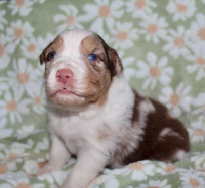 Les chiots de Berger Australien