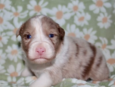 Les chiots de Berger Australien