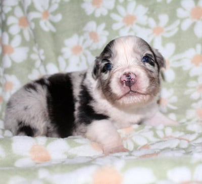 Les chiots de Berger Australien