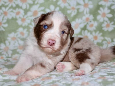Les chiots de Berger Australien